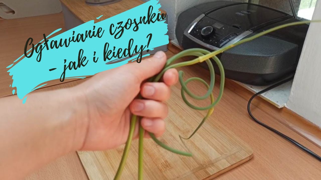 #15 Ogławianie czosnku - jak i kiedy? Co zrobić z pędami kwiatostanowymi?