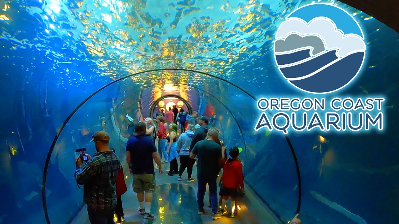 Oregon Coast Aquarium Walkthrough Tour | Sharks, Sea Lions, Touch Tanks & More!
