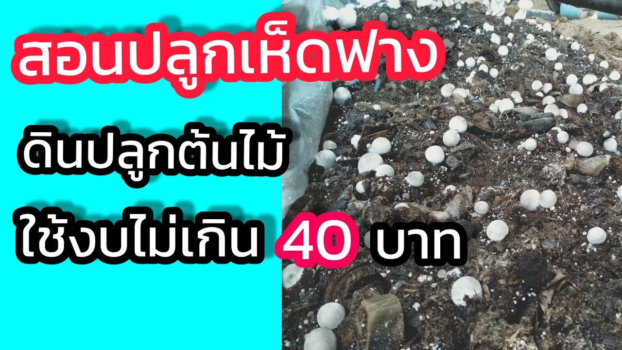 เพาะเห็ดฟางจากดินปลูกต้นไม้ งบไม่เกิน 40บาท/สนใจเชื้อเห็ดฟาง0939461946