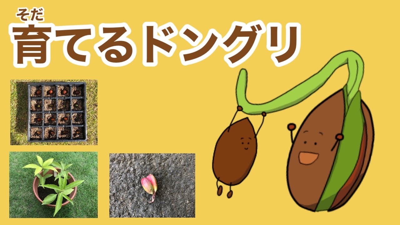 どんぐりの育て方(くぬぎ・しらかし・まてばしい・こなら) ｰ公園のドングリ、種・実生で育てる