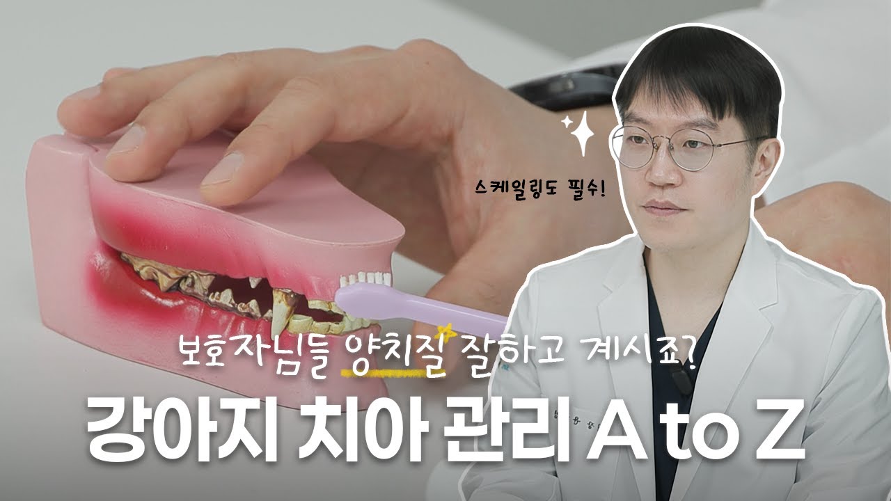 강아지 입 냄새와 치석제거, 방치하면 큰일나요! 🦷 치아관리의 모든 것 (스케일링/올바른 양치법/주의점)