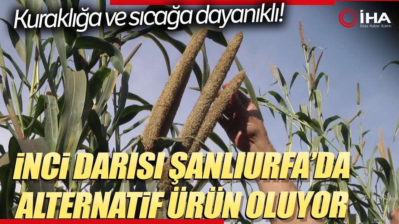 İnci Darısı Şanlıurfa’da Alternatif Ürün Oluyor