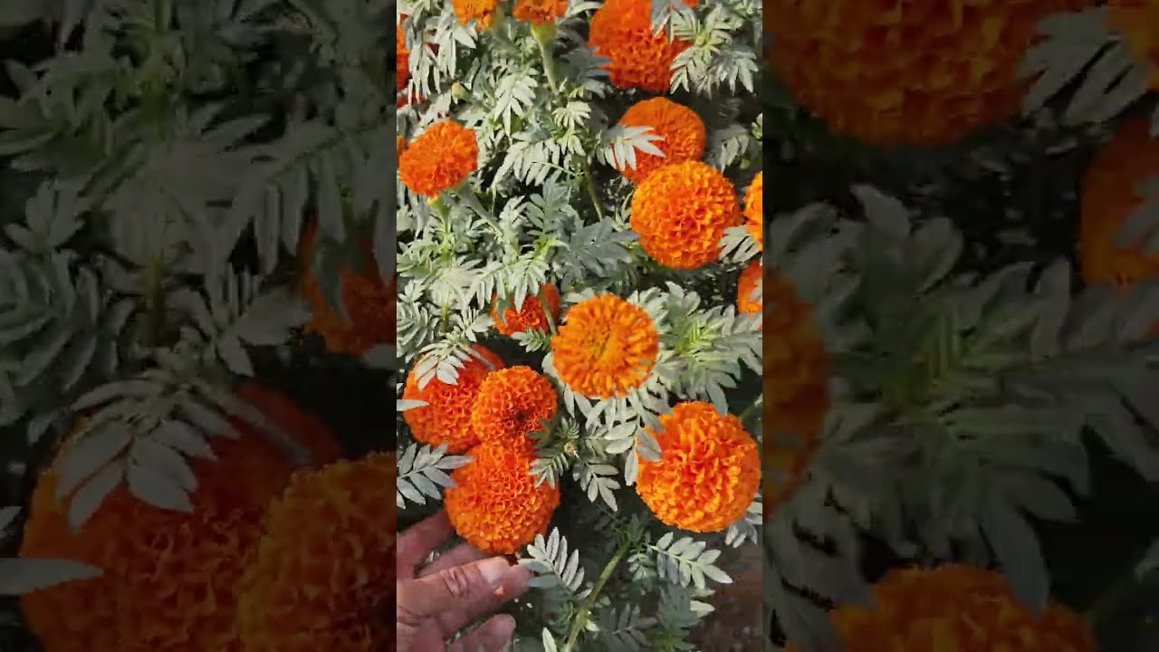Kolkati tennis ball variety seed plant's. Tennis ball variety seed plant's ka result. 📞 8918661403