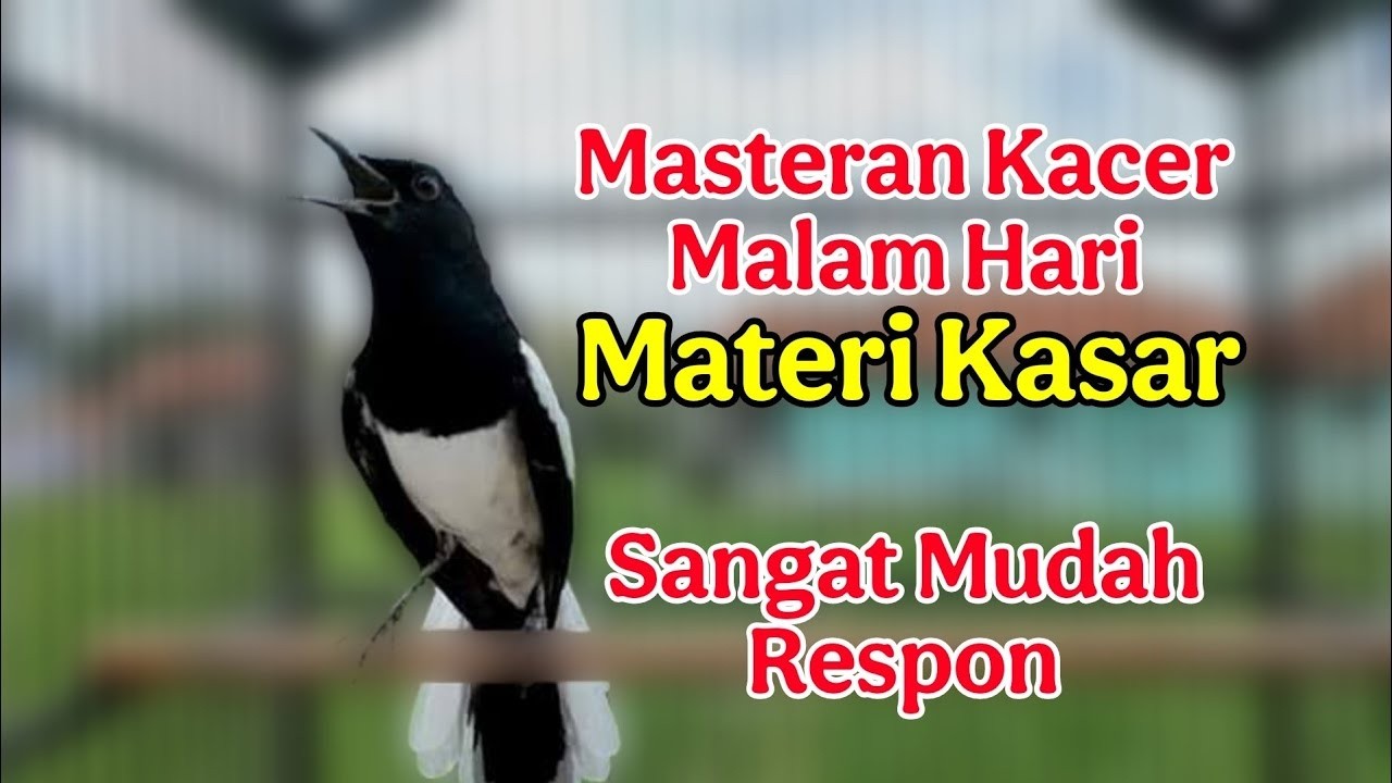 suara kacer gacor NGEPLONG tarung ini paling AMPUH buat PANCINGAN KACER agar EMOSI NYAUT