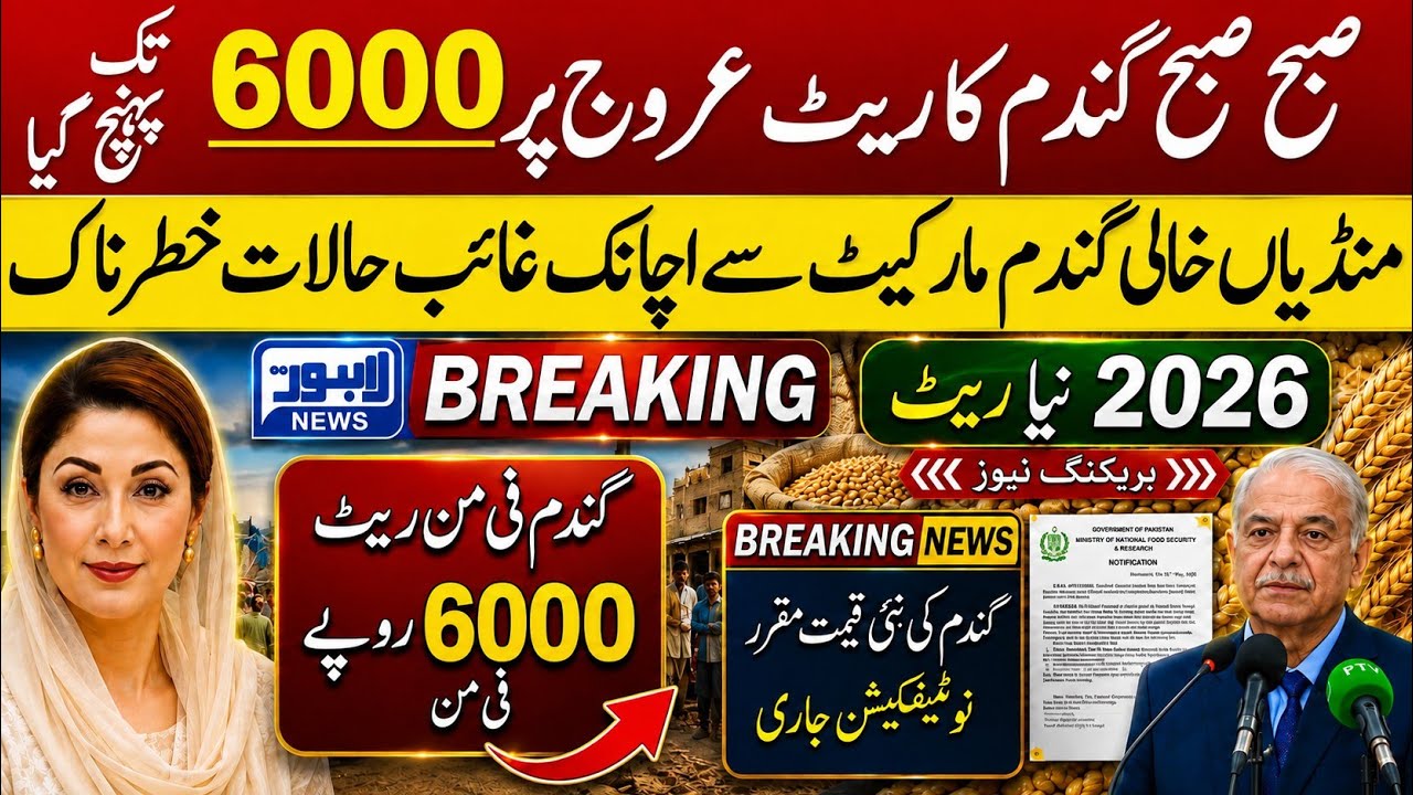 Today Wheat price in punjab//گندم کا ریٹ2026/munji makki till sarso/Galla mandi rate today 2026