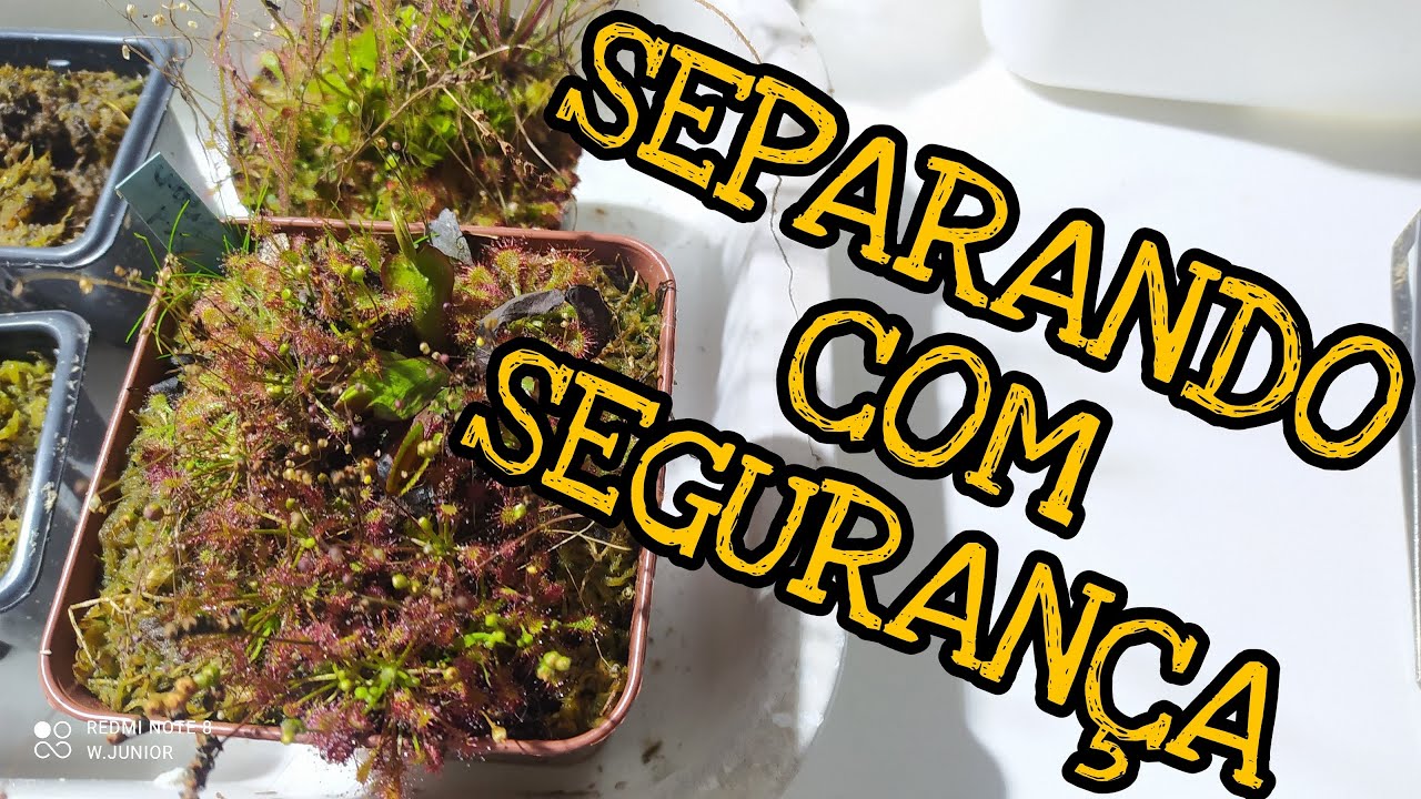Como separar DROSERAS dos vasos de Dionaea