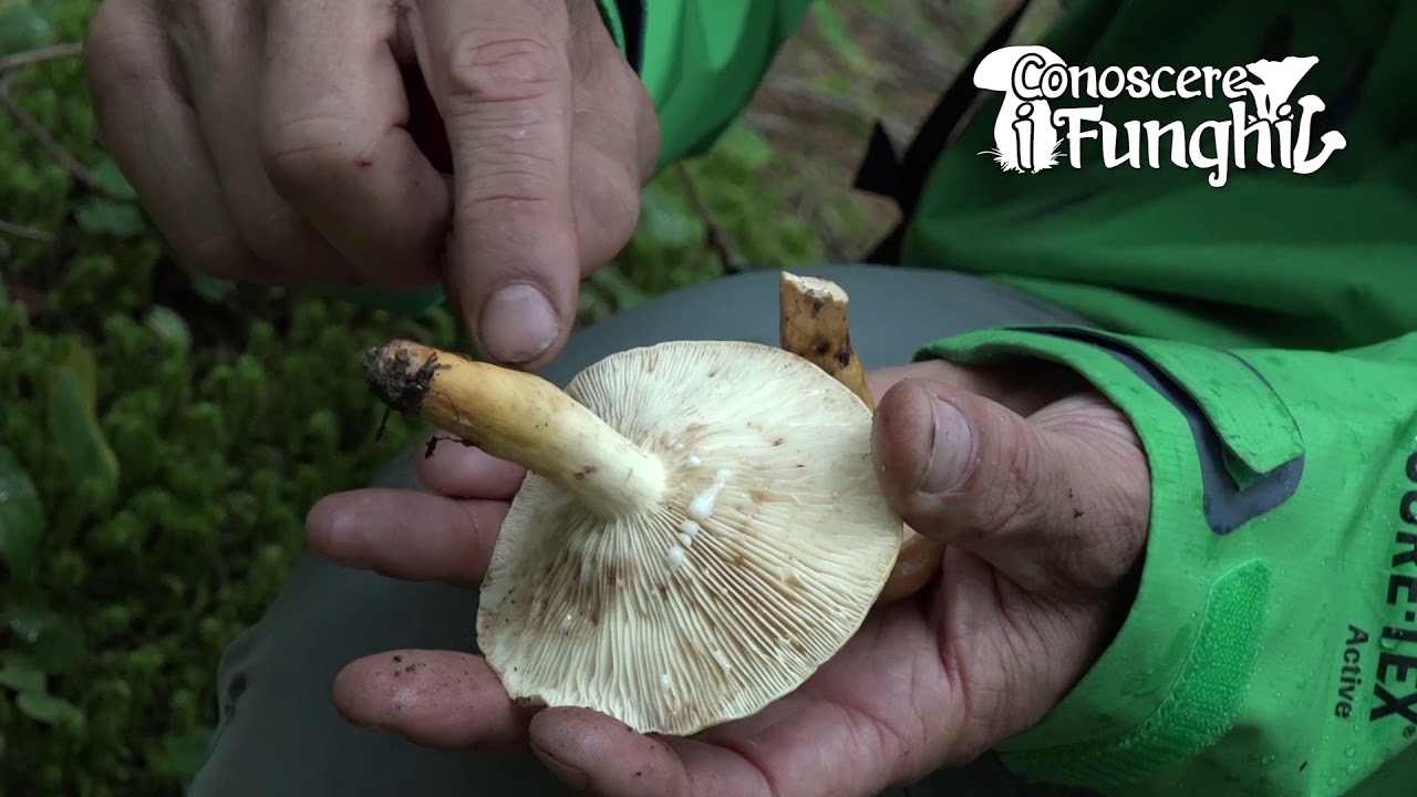 Conoscere i Funghi - Lactarius volemus