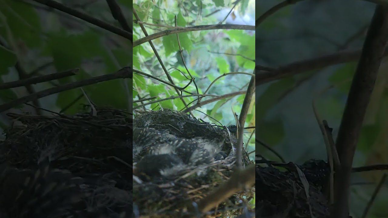 Owl 🦉  is hanging around the Robin nest