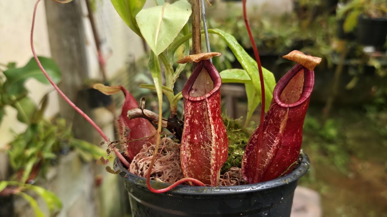 NEPENTHES | DESCOBRINDO PLANTAS NA ESTUFA 