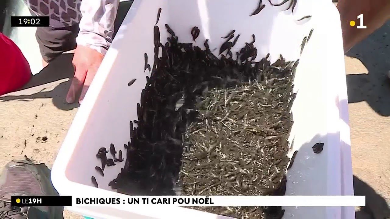 Bichique la monté dans le Sud ! Reportage à la Rivière Langevin à Saint-Joseph