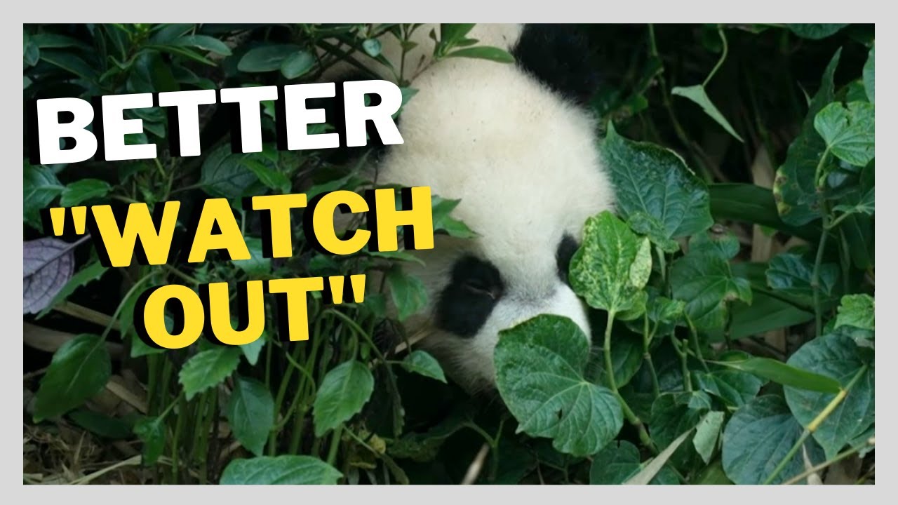 BABY PANDA KNOWS HOW TO GET MUMMY'S FAVOR, BETTER WATCH OUT!