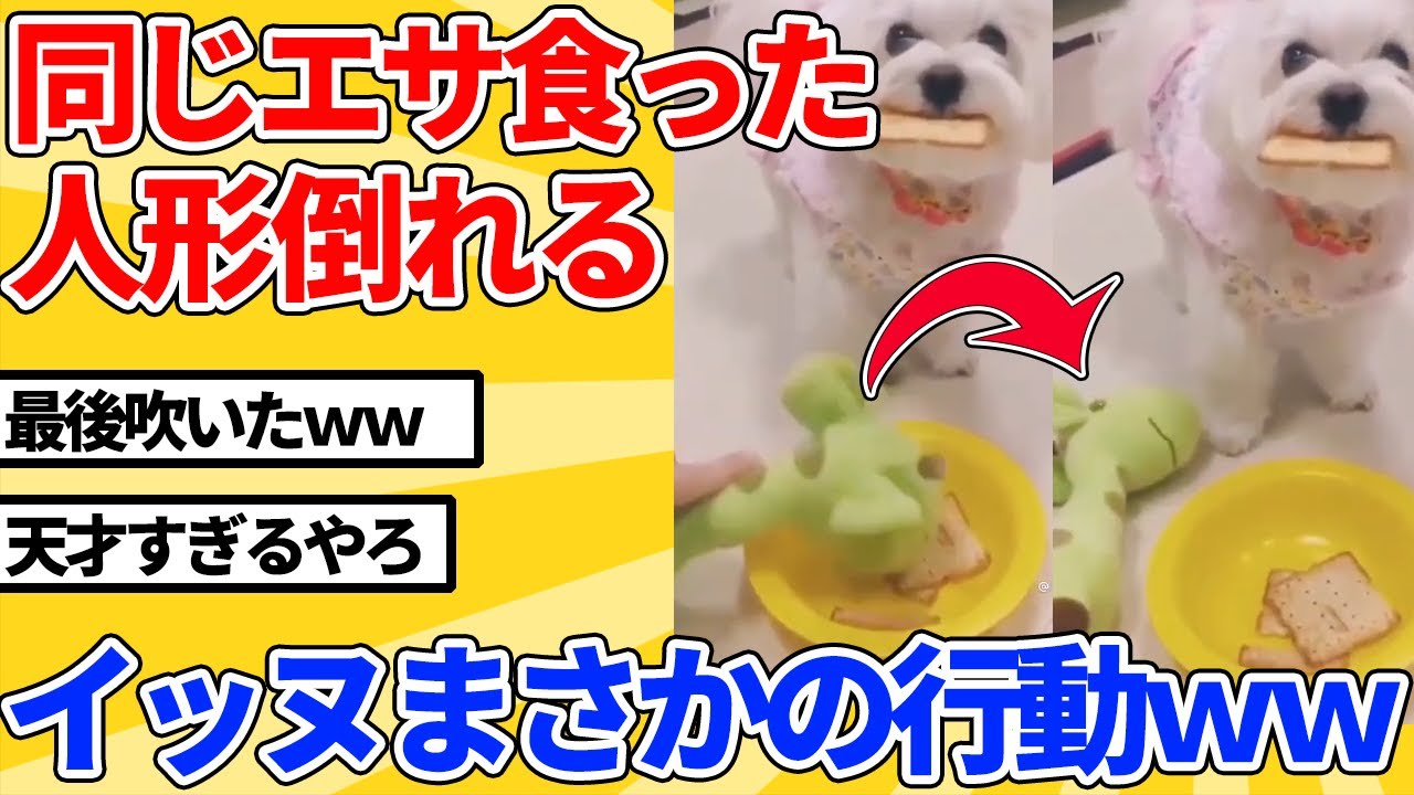 【2ch動物スレ】イッヌと同じエサを食べたぬいぐるみ倒れる→まさかの行動にｗｗｗｗｗｗ