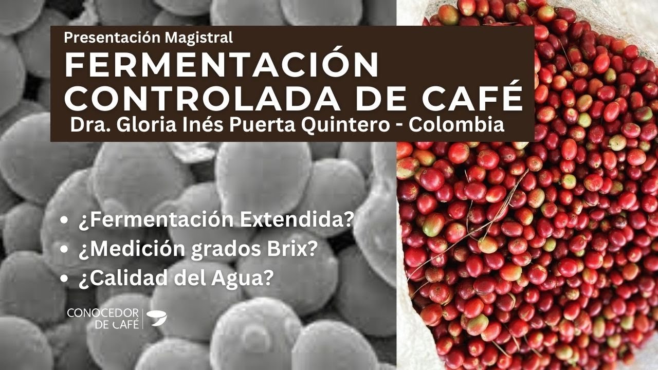 La FERMENTACIÓN controlada de café explicado por Dra. Gloria Inés Puerta (COLOMBIA).
