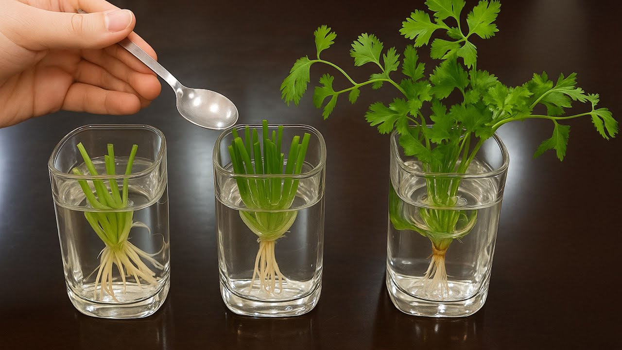 Корень кориандра ценнее, чем вы думаете &mdash; сохраните его сейчас!