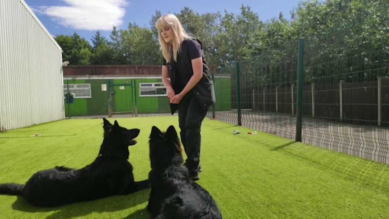 Training sibling German Shepherds obedience, calm and manners