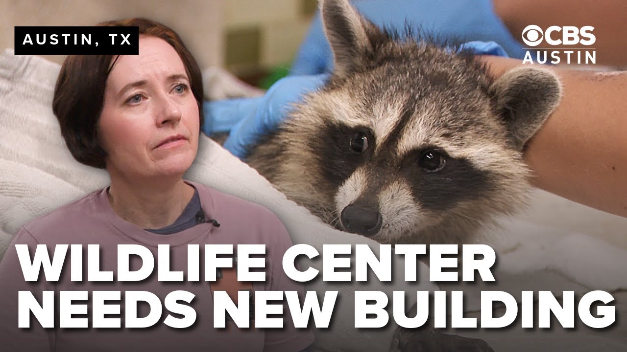 FULL INTERVIEW: Austin Wildlife Rescue forced to relocate after 25 years