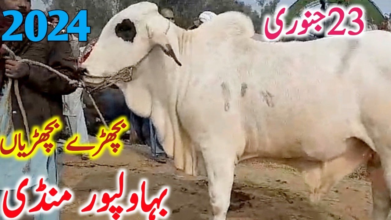 Bahawalpur Cow Mandi Fresh Rates Update Qurbani 2024 Bachre Bachrian || Global Village Farming