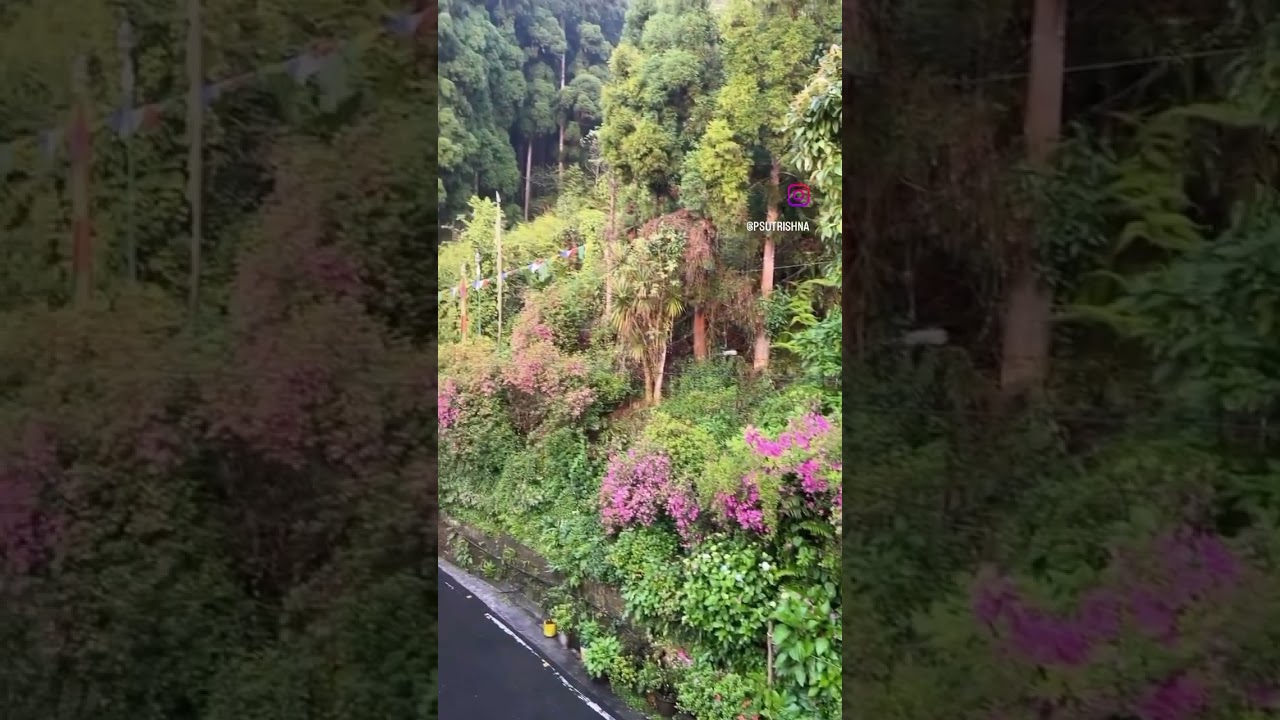 Beautiful Nature sounds🌿🌱🌸 #ytshorts #nature #naturelovers #peace #soundsofnature #trending