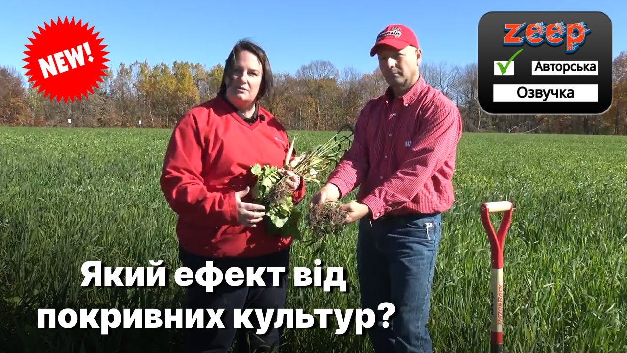 ZEEP Translate | Як, які і для чого сіяти покривні культури?