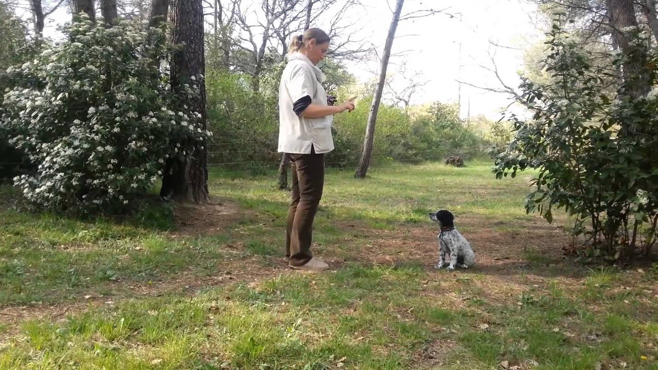 l'éducation des chiots