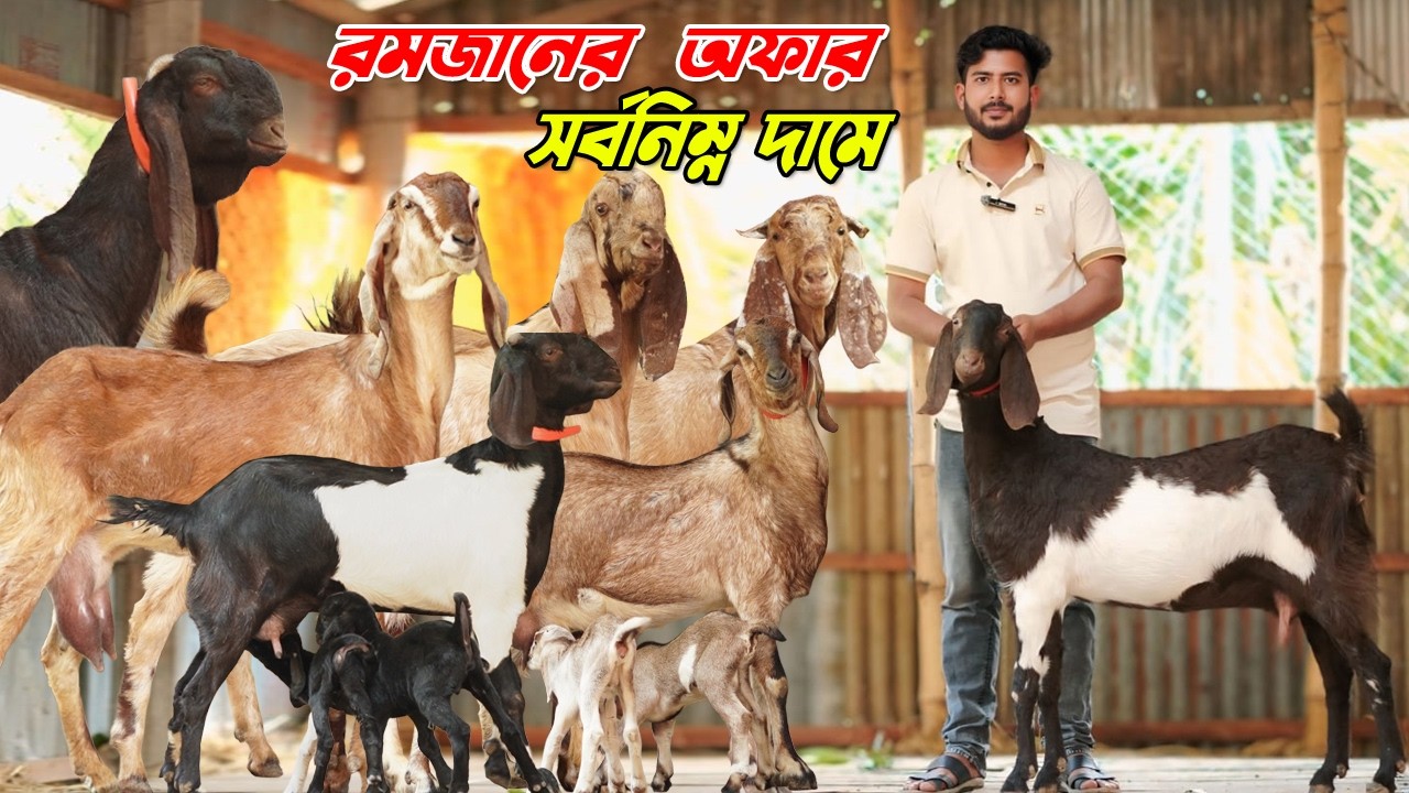 রমজানের সেরা কালেকশন। সাধ্যের মধ্যে সপ্ন পূরণ। তোতাপুরী । বিটল। হরিয়ানা। শিরহী ছাগল।