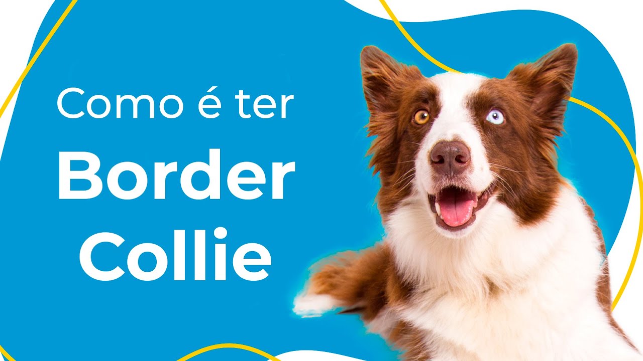 COMO É TER UM BORDER COLLIE EM APARTAMENTO?