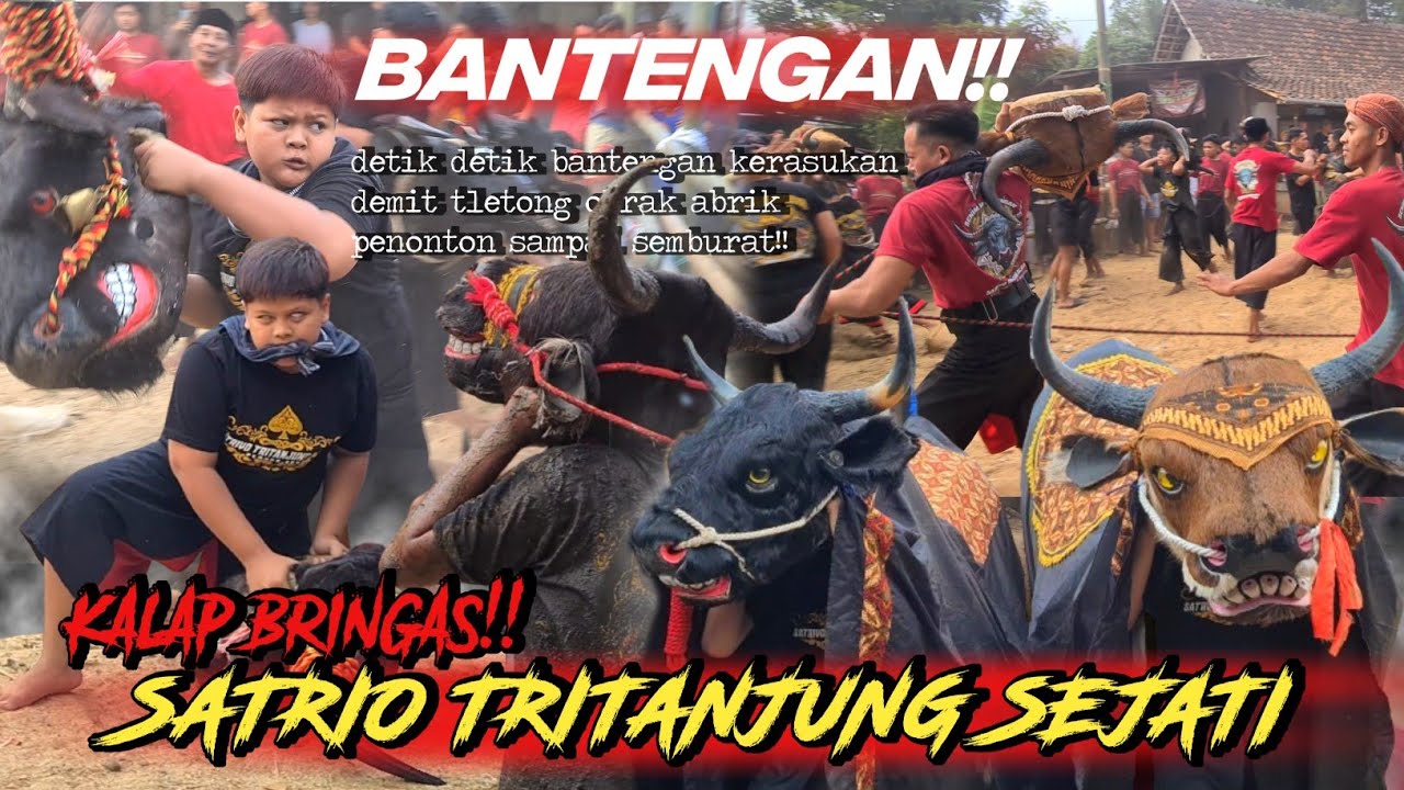 BANTENG MBEROT!! SATRIO TRITANJUNG SEJATI || puluhan demit kuasai kalangan obrak abrik penonton!!