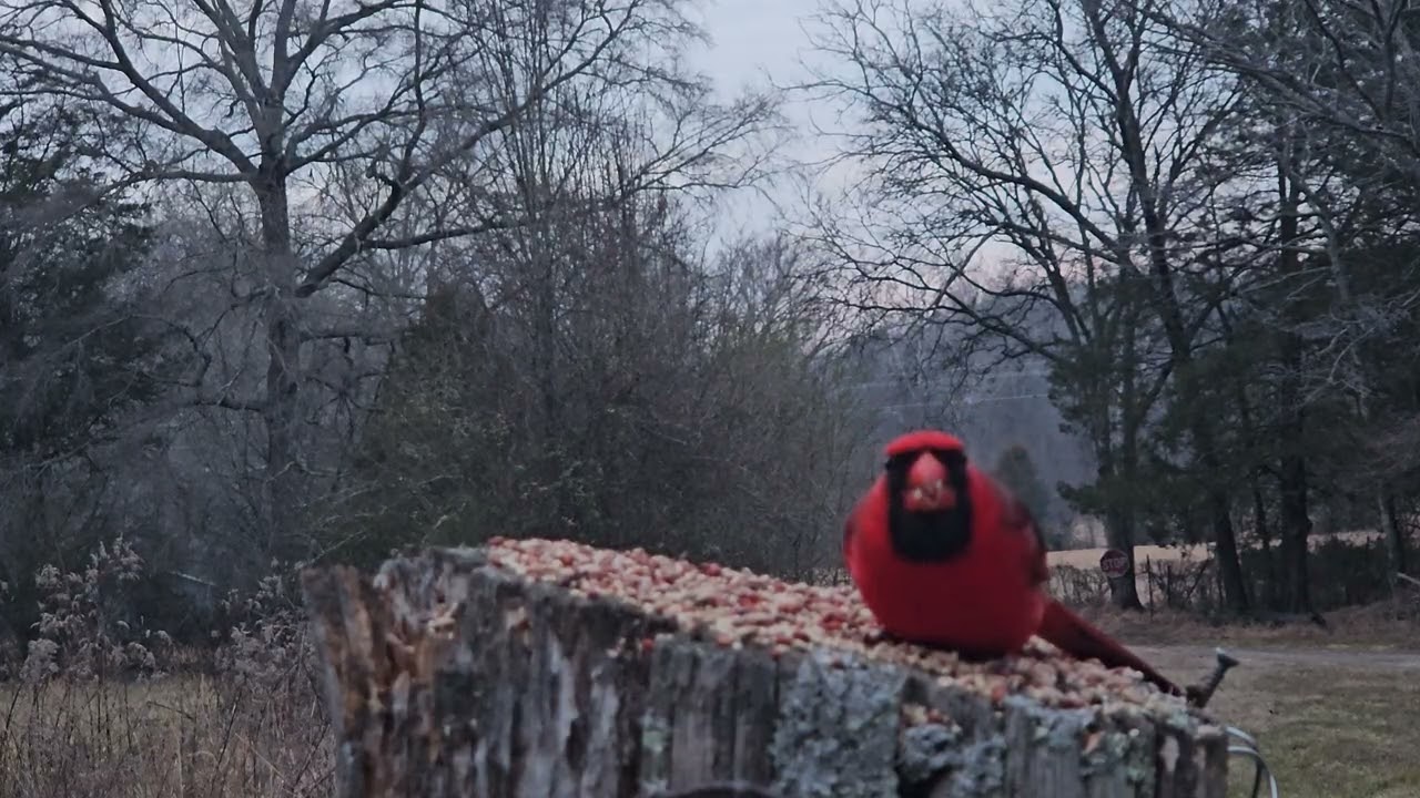 Cardinal 
