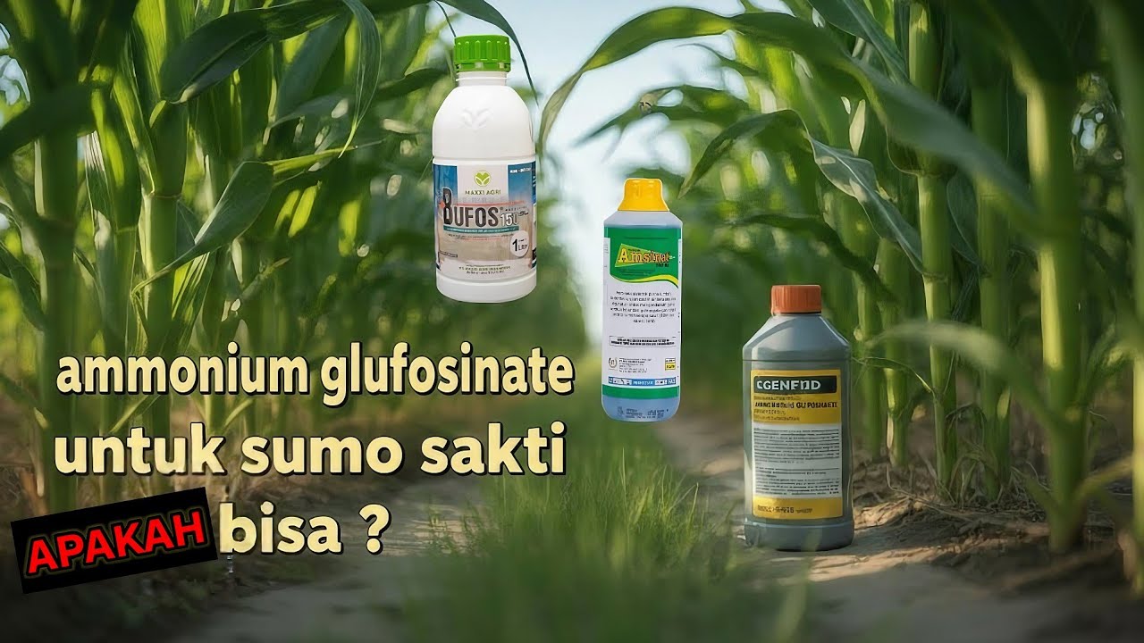 UJI COBA AMONIUM GLUFOSINAT DI JAGUNG NK SUMO SAKTI