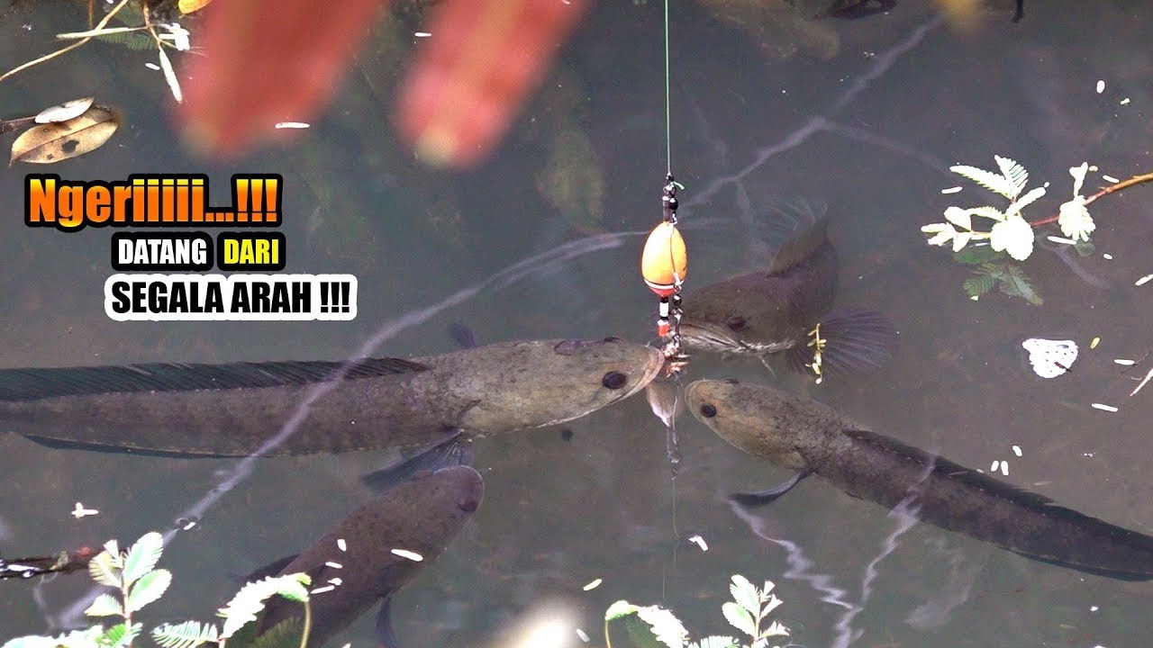 Sangat nyata!!! Mujurnya nasib pemancing temukan sarang ikan #SG-459