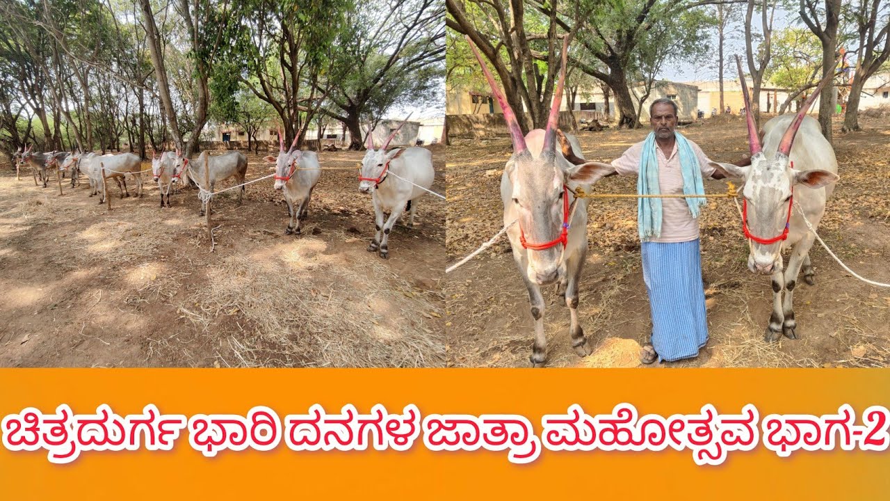 ಚಿತ್ರದುರ್ಗ ಭಾರಿ ದನಗಳ ಜಾತ್ರಾ ಮಹೋತ್ಸವ (ಭಾಗ-2) 26/2/2026 Chitradurga bhari danagala jatra mahotsava