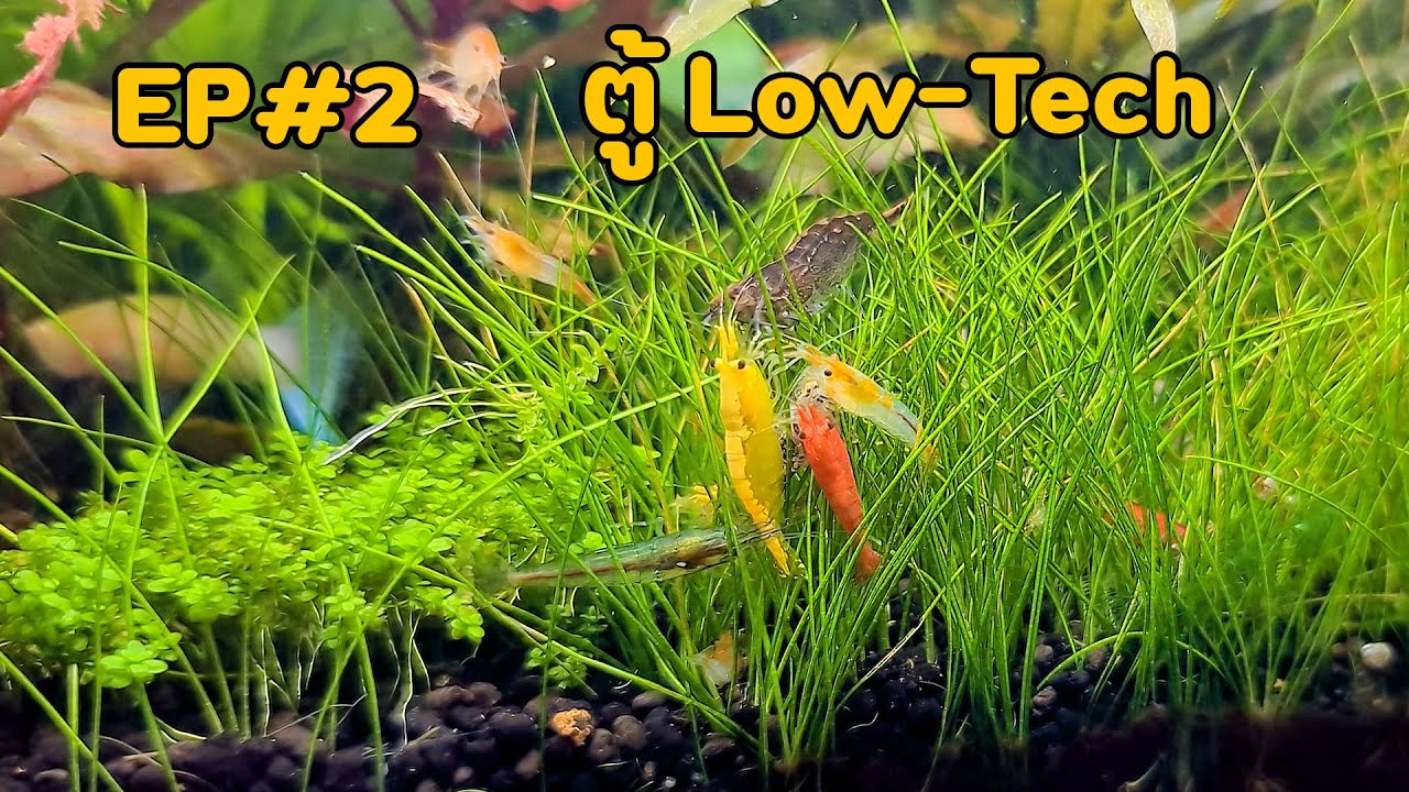 ตู้ Low Tech EP#3 แทบไม่ต้องใช้อะไรก็เลี้ยงไม้น้ำได้