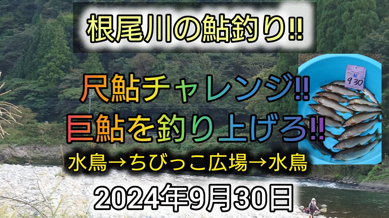 根尾川の鮎釣り‼️尺鮎チャレンジ‼️巨鮎を釣り上げろ‼️水鳥→ちびっこ広場→水鳥。2024年9月30日