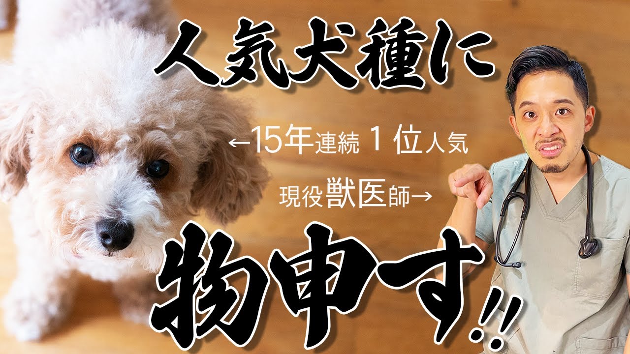 【人気犬種トップ10】病気、性格、飼いやすさなど獣医師がケチをつけていきます