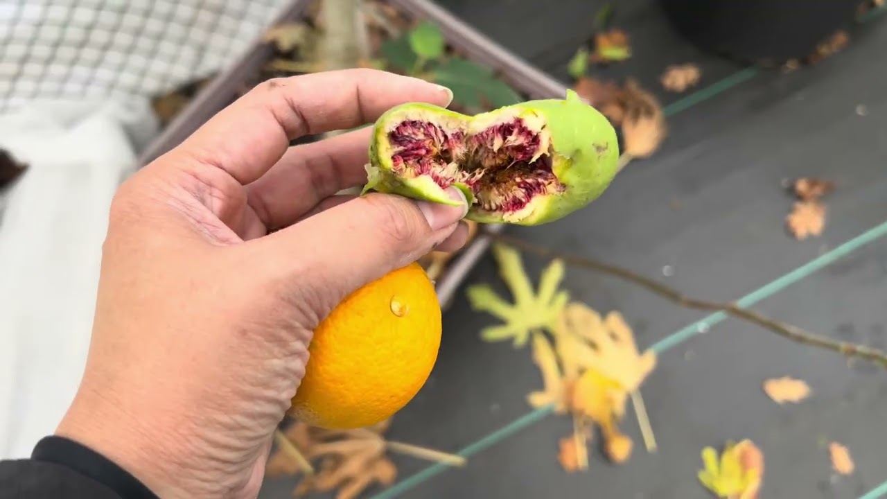 Winter Protection, Citrus & Avocado Updates | WA Zone 8b Garden Vlog