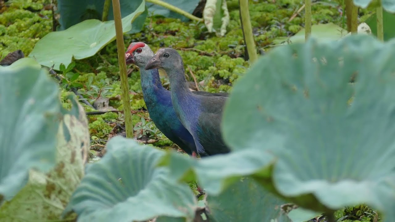 Some birds from the largest natural freshwater lake in Thailand. Nong Han, Sakon Nakhon.