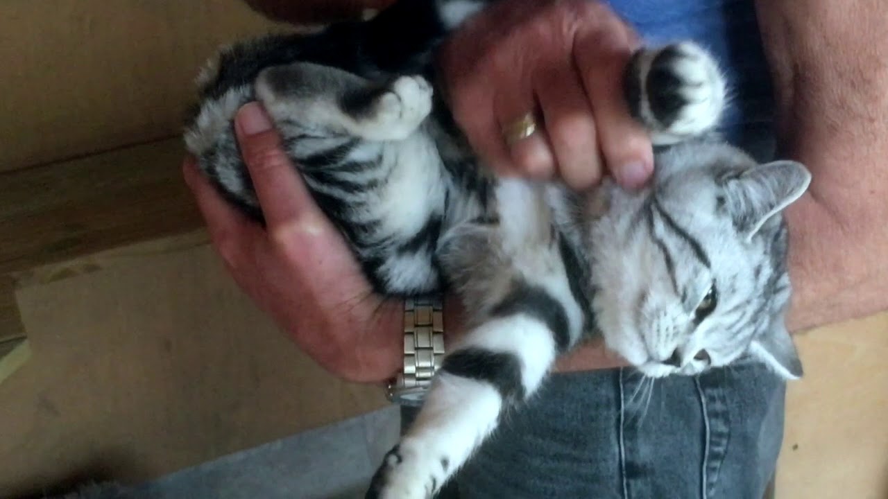 Cute kitten handle with care - Robocat Silver Tabby