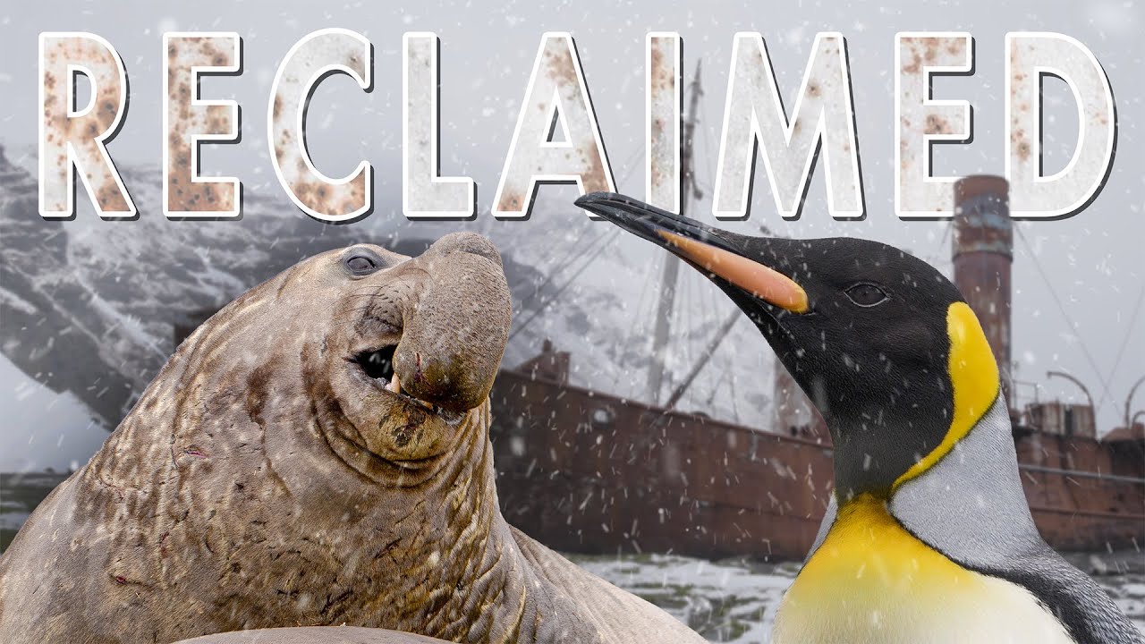 Reclaimed: The Haunting Whaling Station Now Home to Wildlife | South Georgia | Robert E Fuller