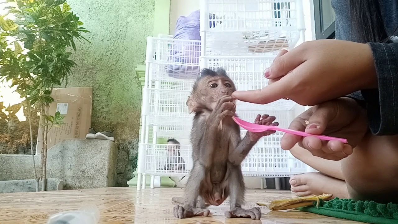 Baby monpai sarapan (monyet pantai)