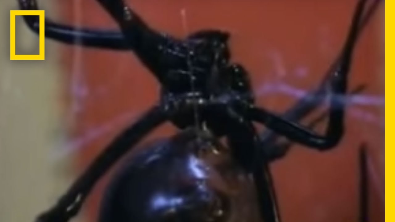 Black Widow Sex | National Geographic