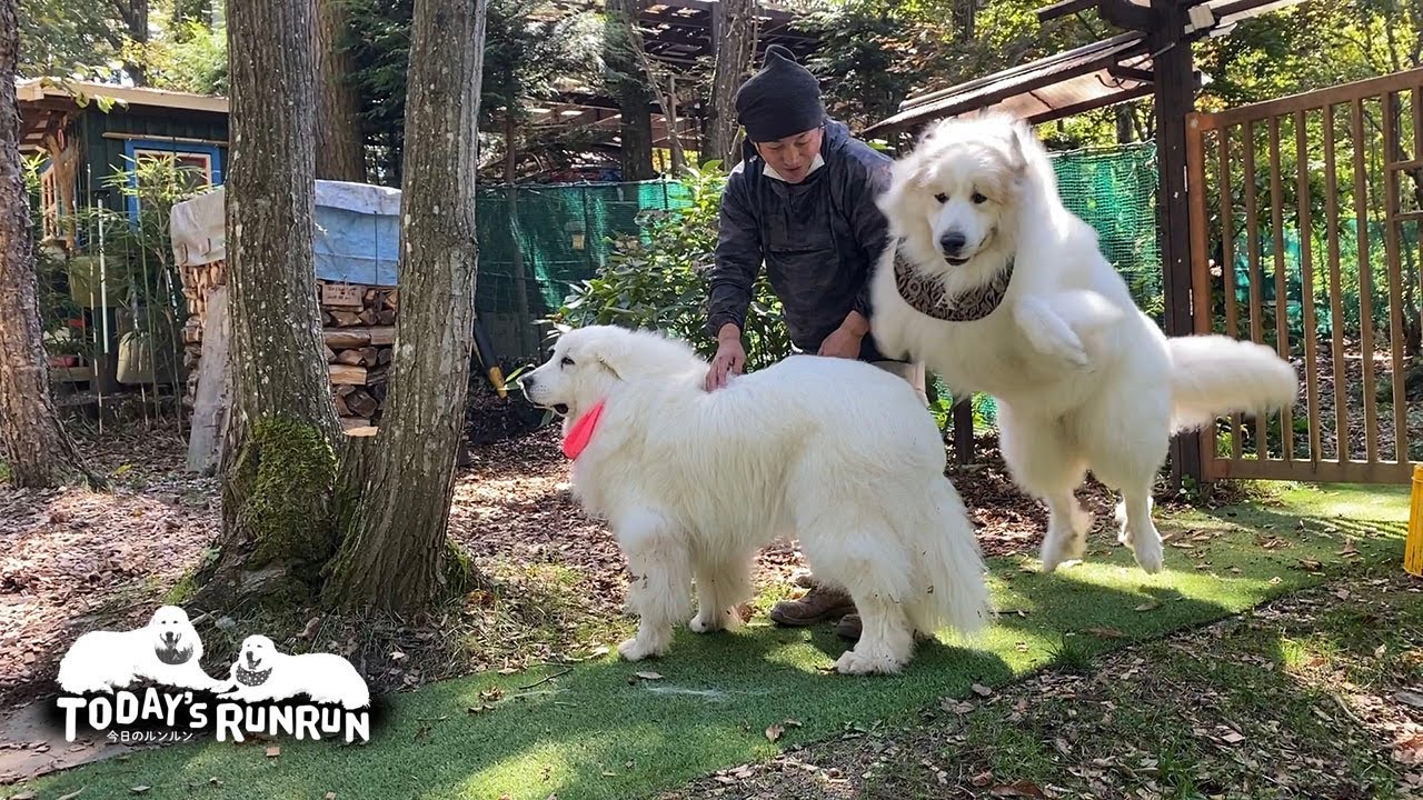 ストーブ職人さんと楽しく遊んだルンルンとアランです　Great Pyrenees　グレートピレニーズ