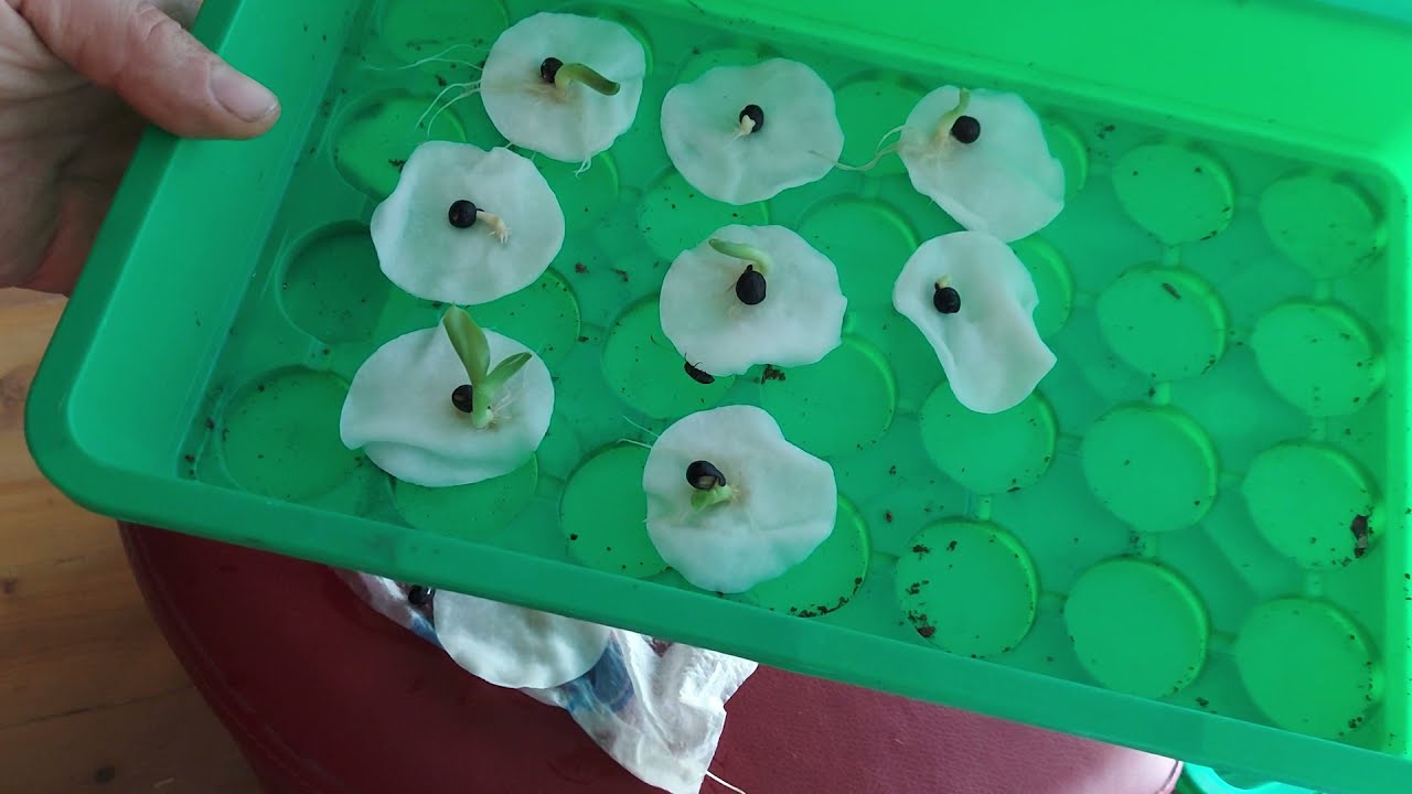 Канны из семян