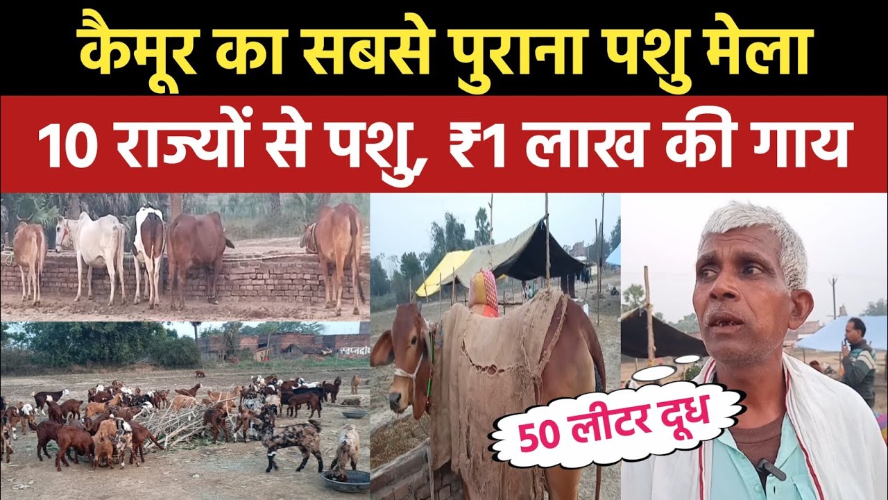 Kaimur का सबसे पुराना पशु मेला,1 लाख की गाय, 50 लीटर दूध। Sabargrah Pashu Mela।Bunty Jaiswal Vlog
