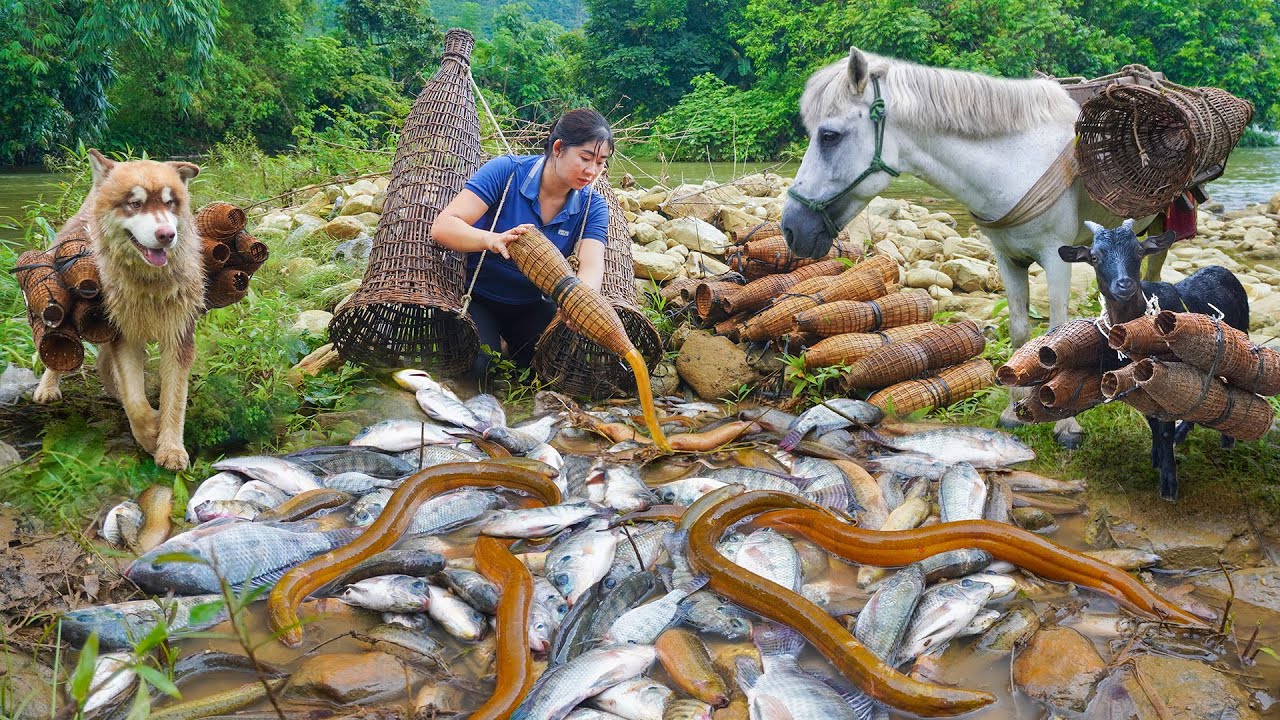 Goat, dog and horse with the girl set fish traps effectively - Caught a lot of fish