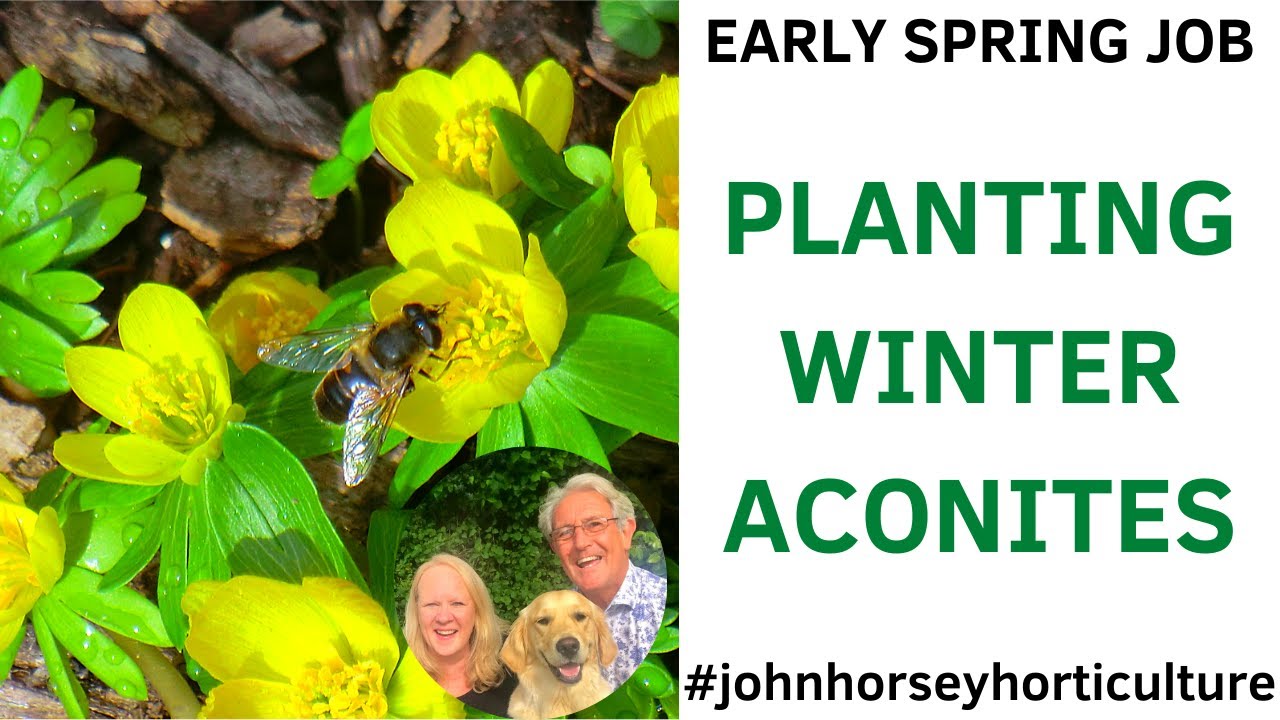 GROWING WINTER ACONITES: EXPERT TIPS FOR SUCCESS