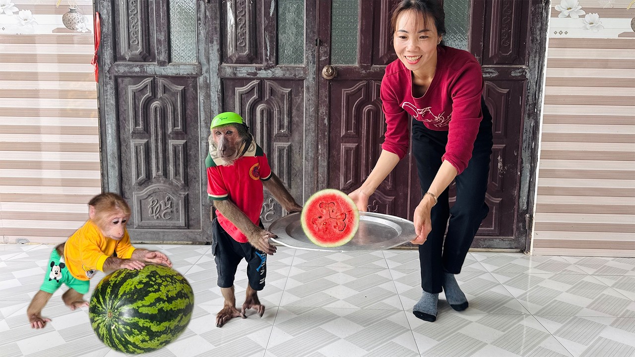 Abu with Mom and Baby Monkey Fully Enjoy Watermelon to Beat the Heat