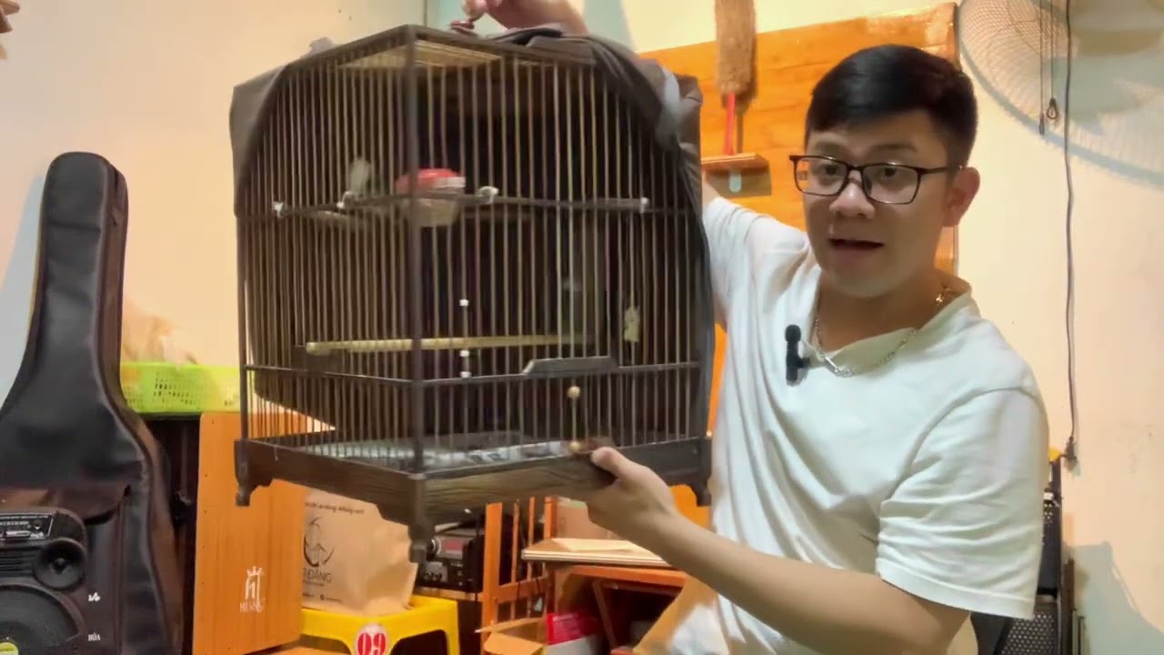 Cách chùm áo lồng cho chào mào bổi