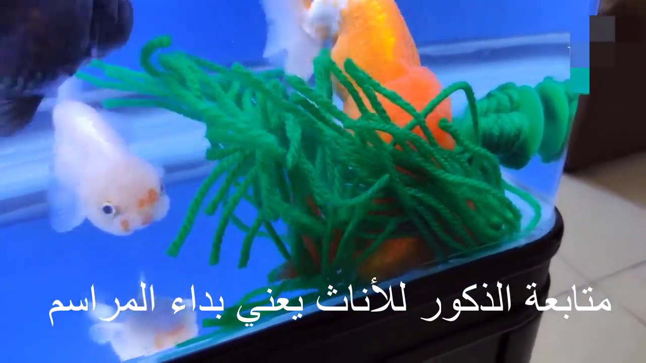 باسهل الطرق تفريخ الجولد فيش موثق بأشهر وأقوي الفيديوهات العالميه ومترجمه