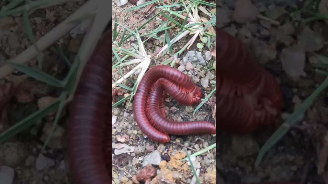 Millipede Mating The Glades
