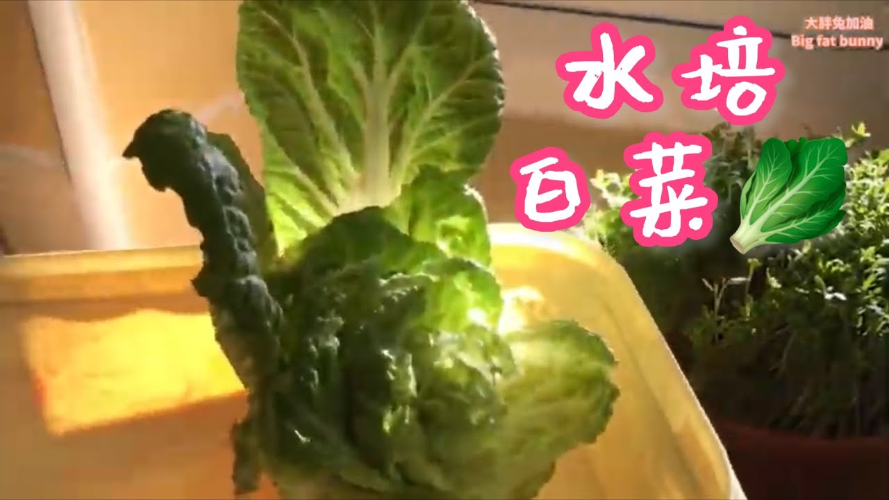 種白菜（水培）#菜生菜 How to regrow Chinese leaves in water on window sill 2021 December